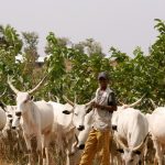 Cows Making Life Difficult For 200 Million Nigerians – Former Gov. Aspirant