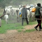 BREAKING: Unknown Gunmen Abduct 10 Herdsmen, 300 Cows, Demand For Guns, N4m As Ransom In Anambra