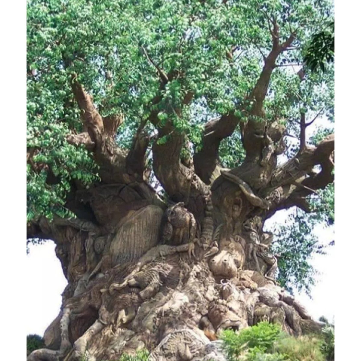 Самое долгожительное дерево