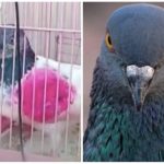 Unbelievable: India Police Arrest Pigeon On Suspicion Of Being A Pakistan Spy