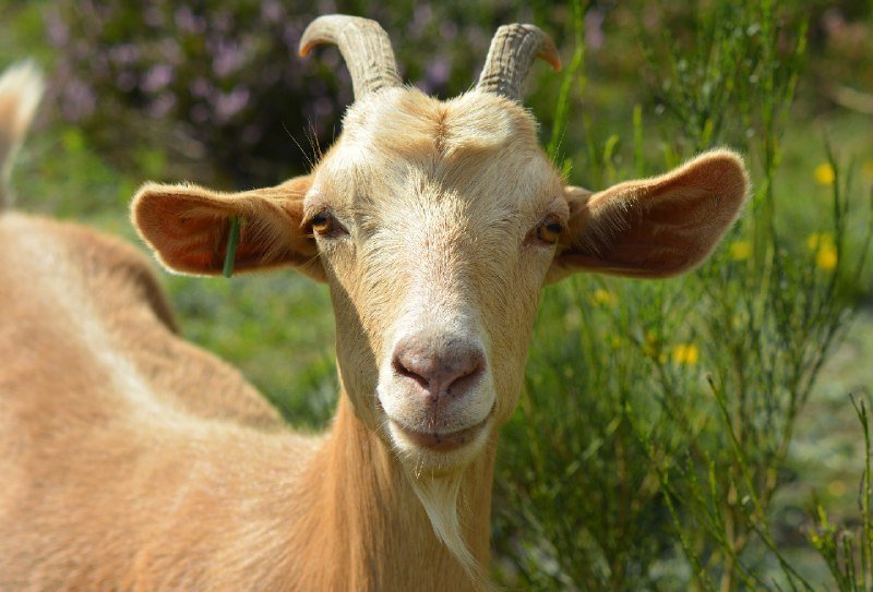 Woman Sues Neighbour Over Goats’ Paternity, Demands DNA Test