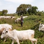 UPDATE: Delta State House of Assembly Passes Anti-open Grazing Bill