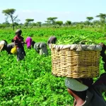 Northern Farmers Forced to Pay Terrorists Up to N100,000 for Approval to Access Their Farms