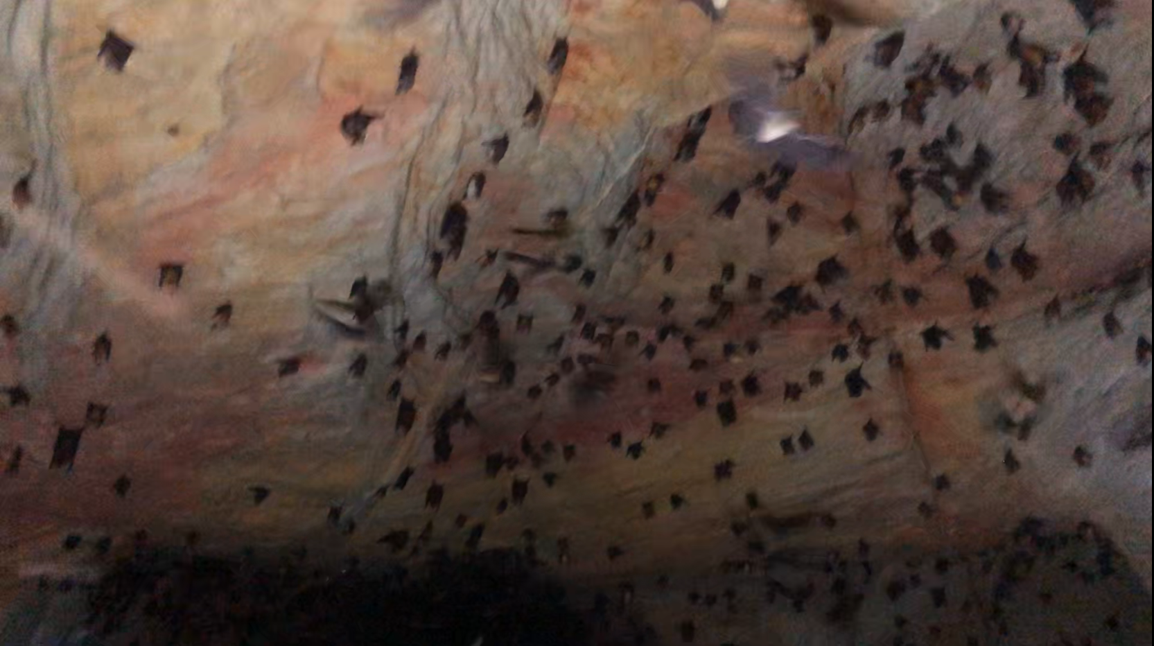 A Swarm of Bats in Ogbunike Cave